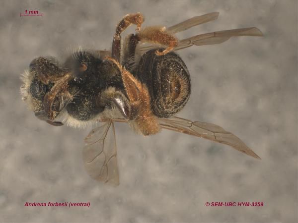 Photo of Andrena forbesii by Spencer Entomological Museum